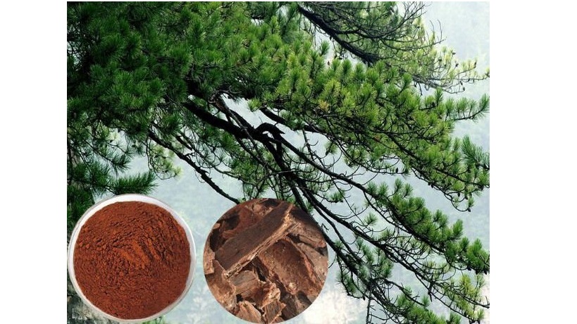Pine Bark Extract & Enzogenol